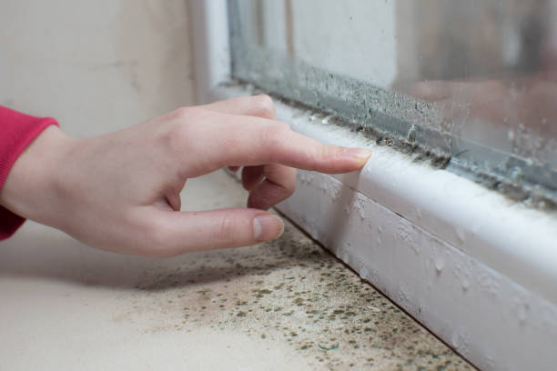 Best Post-Construction Mold Inspection  in Essex Village, CT