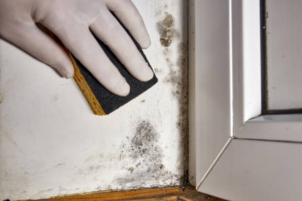 Best Commercial Mold Inspection  in Essex Village, CT